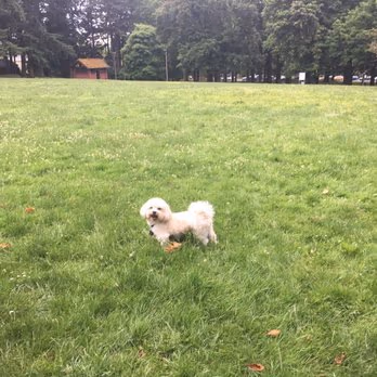 Creston Park Off Leash Area